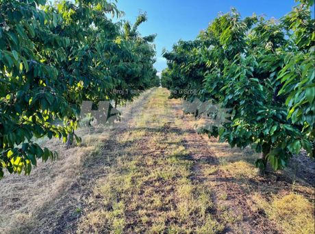 voćnjak, stari slankamen, inđija, prodaja