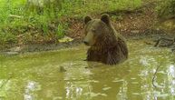 Spas od vrućina: Medved se “banja” u Parku prirode Piva