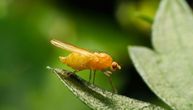 Neobično otkriće: Vinske mušice umiru mlađe pošto vide pale pripadnike svoje vrste