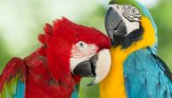 Papagaji osvajaju svet: Pametni i prilagodljivi, uveliko žive u gradovima van svojih prvobitnih staništa