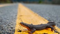 Gušteri, ribe i druge vrste evoluiraju sa klimatskim promenama, ali ne dovoljno brzo