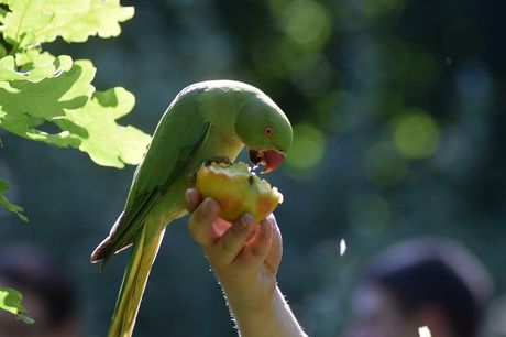 Ptice i uvođenje nove vrste hrane