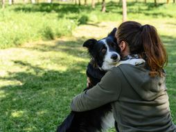 koliko dugo psi imaju menstruaciju