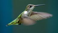 Misterija najmanje ptice na svetu: Kuda kolibri odlazi kad sunce zađe?