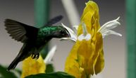 Verovali ili ne: I kolibriji vole da piju alkohol