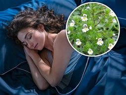 Spavanje, biljka Augentrost