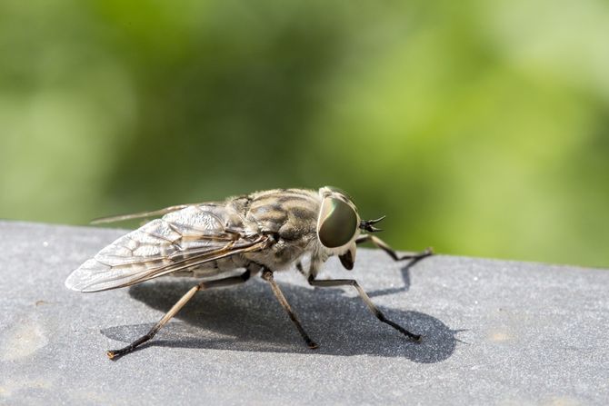 Obad, komarac, horseflies