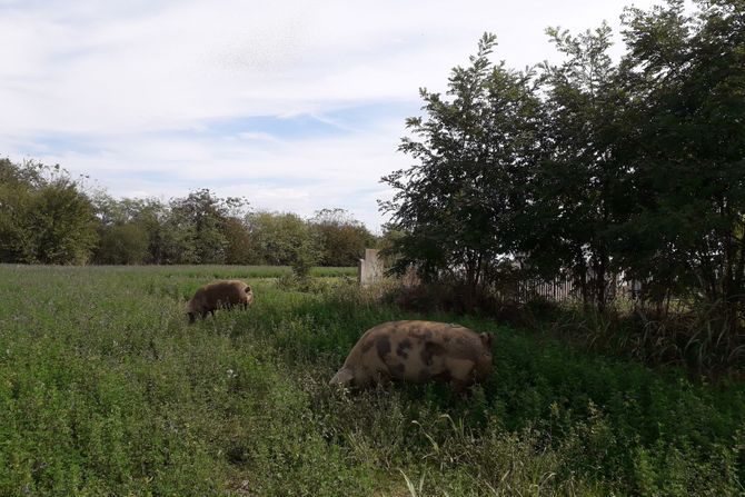 Agro - afrička kuga svinje u Semberiji oprez i u Mačvi