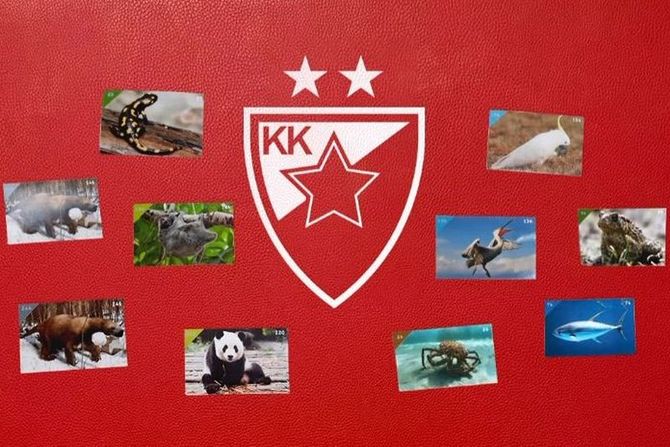 KK Crvena zvezda