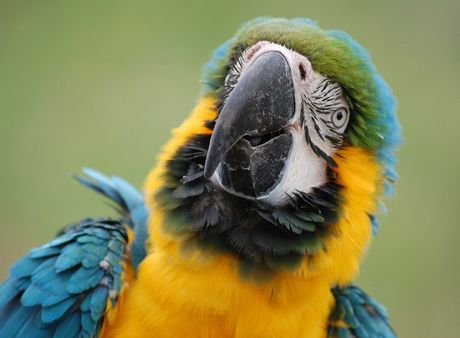 Podučavanje papagaja da govori