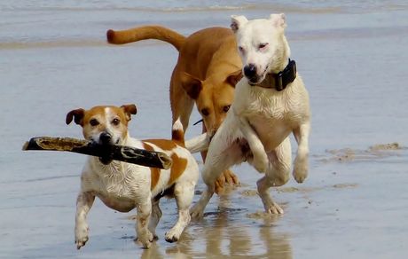 Pas na pet frendli plaži