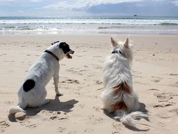 Pas na pet frendli plaži