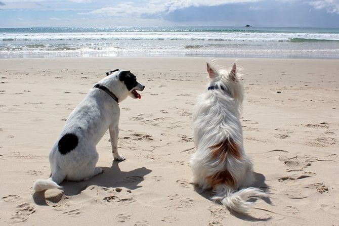 Pas na pet frendli plaži