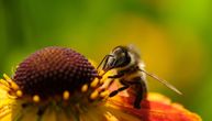 Skoro polovina kolonija medonosnih pčela u SAD uginula prošle godine