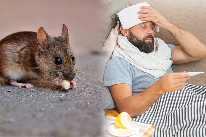 Miš groznica Miš groznica