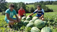 Na izgled je svaka ista, a unutra kako koja: Majstorovići iz Čačka otkrili kako da izaberete najslađu lubenicu