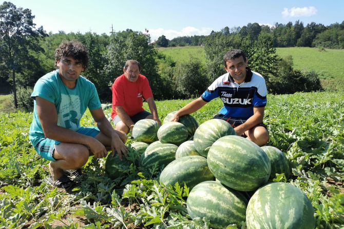 majstorovići, kačulice, lubenica