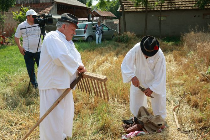 Žetva, Kikinda