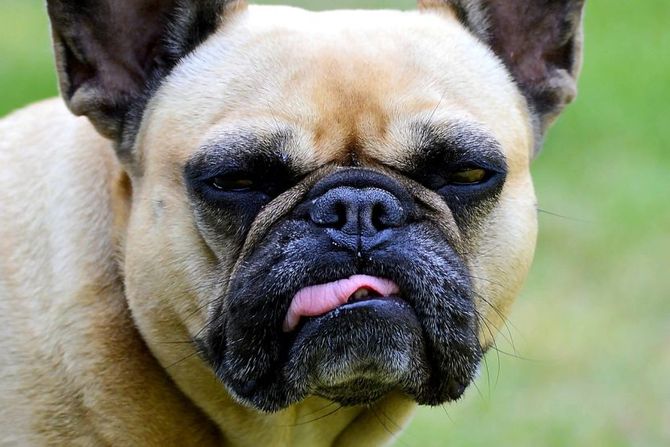 Francuski buldog Francuski buldog