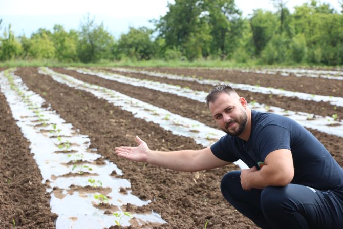 Porodica Aničić  se bavi proizvodnjom dinja dinje