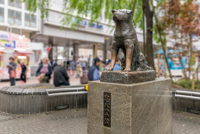 Akita inu hachiko, hačiko