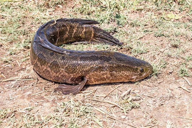 Channa Argus, northern snakehead fish