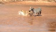 Zebra uskočila u čeljusti leoparda za svoje mladunče: Epska borba za život i smrt u srcu savane
