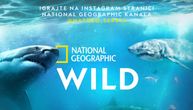 Uronite u leto sa podvodnim superherojima! Tradicionalni National Geographic Sharkfest počinje 1. jula