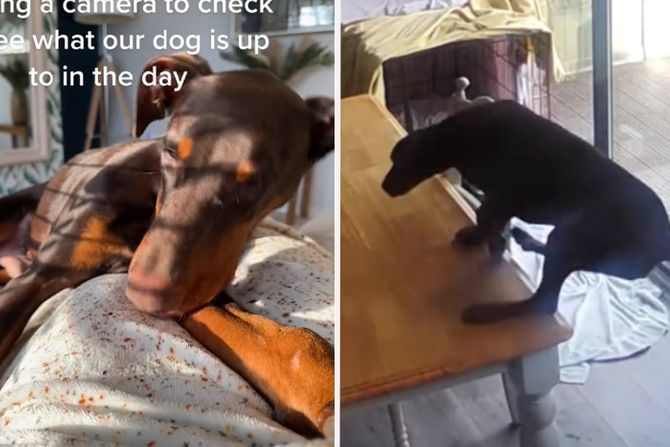 Doberman Obi