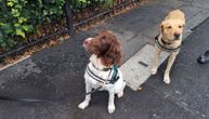 Najslađi članovi obezbeđanja Vimbldona: Ovi psi imaju samo jedan zadatak i jednu stvar im ne smete učiniti
