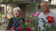 Na 2 ha gaje 70.000 ruža, tehnolozi iz Šapca uživaju u penziji: "Bolje nam je sad nego s diplomom u fabrici"