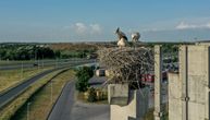 Rekordan broj belih roda u Novom Sadu: Čak 54 gnezda na stubovima propalog objekta