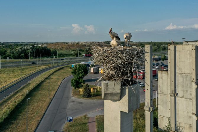 Kolonija belih roda u Novom Sadu Kolonija belih roda u Novom Sadu