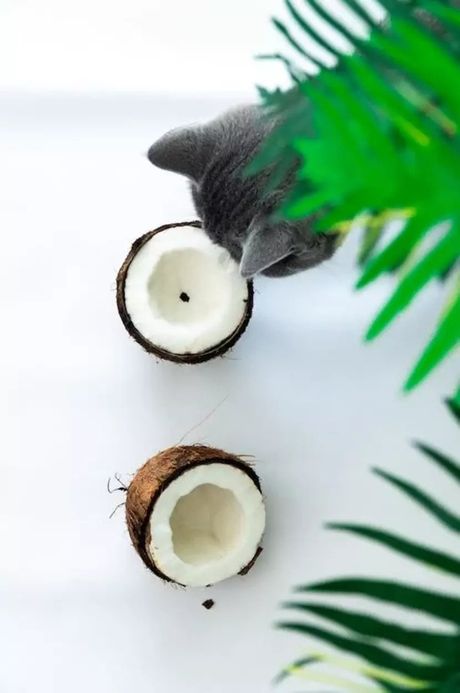 Kokosovo ulje u ishrani mačke