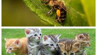 Imaju li mačići i pčele nešto zajedničko? Samo 10. jul, njihov divan dan!