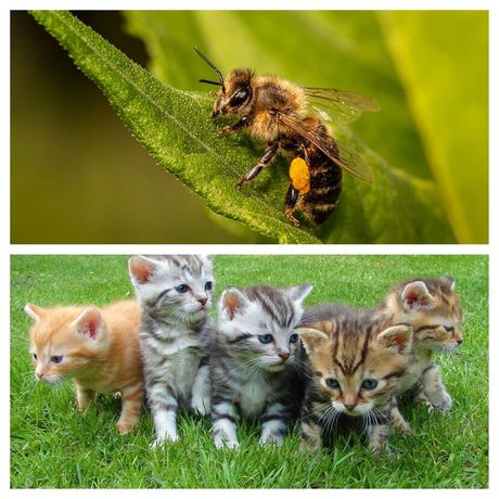 Dan mačića i pčela