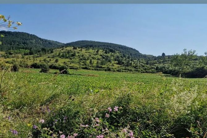 Nikola Mirotić, Stara planina
