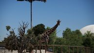 Tužne vesti iz Teksasa: Uginula jedna od najstarijih žirafa
