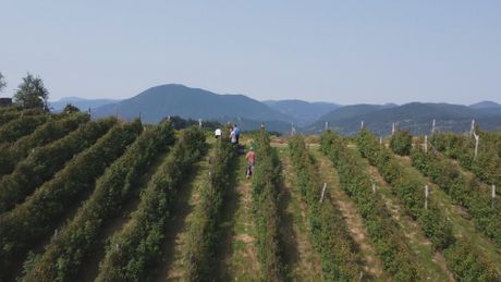 Arilje, Indijac bere maline u selu Trešnjevica