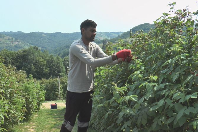 Arilje, Indijac bere maline u selu Trešnjevica