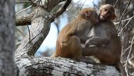 Mužjaci jedne vrste majmuna češće imaju odnose međusobno nego sa ženkama i zato imaju više potomaka