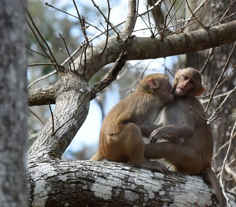 Majmuni rezus makaki