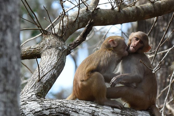 Majmuni rezus makaki Majmuni rezus makaki