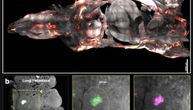 Neverovatna tehnika: Providni miševi pomažu u razvoju lekova protiv raka