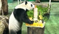Tajvanska džinovska panda proslavila 10. rođendan: U zoološkom vrtu joj priredili proslavu, imala je i tortu
