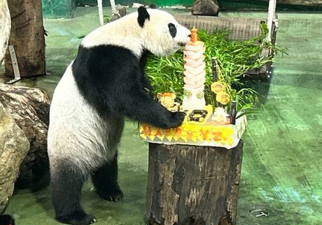 Tajvan panda Yuan Zai rođendan torta