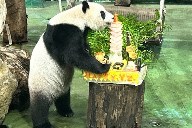 Tajvan panda Yuan Zai rođendan torta