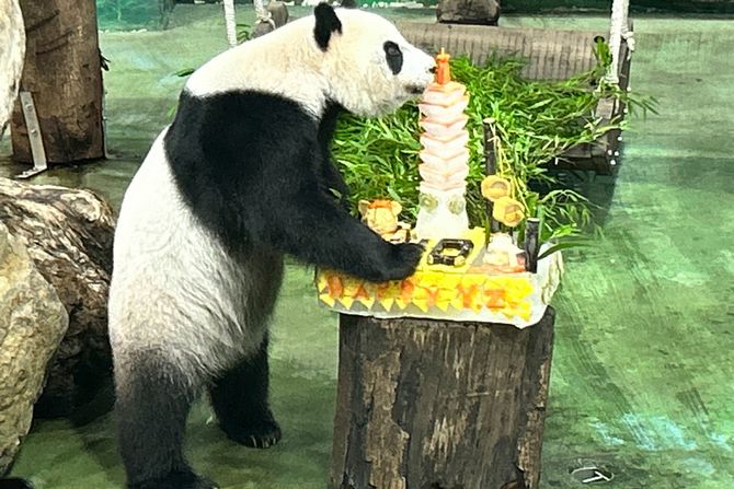 Tajvan panda Yuan Zai rođendan torta Tajvan panda Yuan Zai rođendan torta