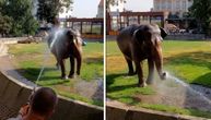 Slonica Tvigi uživa u tuširanju: Ovako se na afričkoj vrelini rashlađuje stara dama zoo vrta