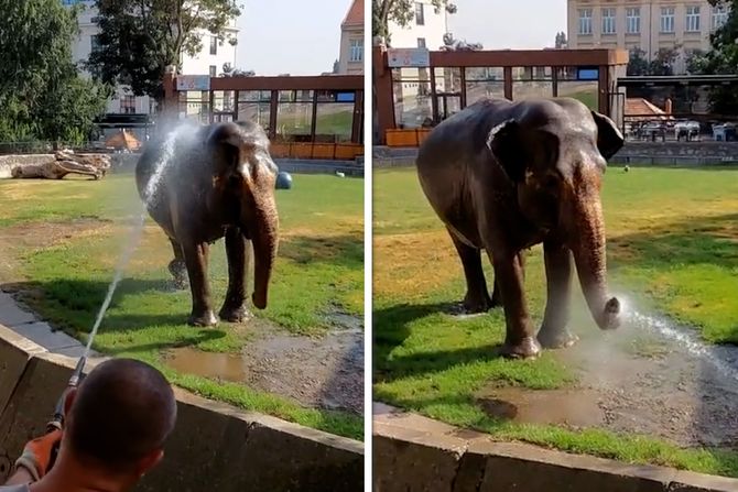 Slonica Tvigi, Beo Zoo vrt, tuširanje, vrućina